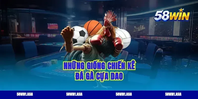 Những giống chiến kê đá gà cựa dao