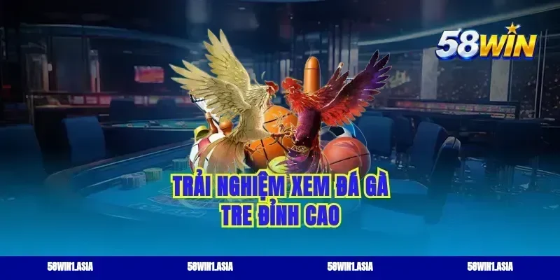 Trải nghiệm xem đá gà tre đỉnh cao